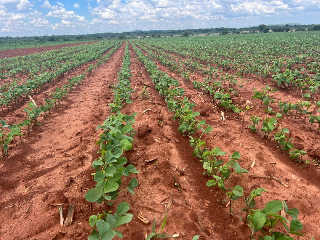 Potato row crop in Zimbabwe